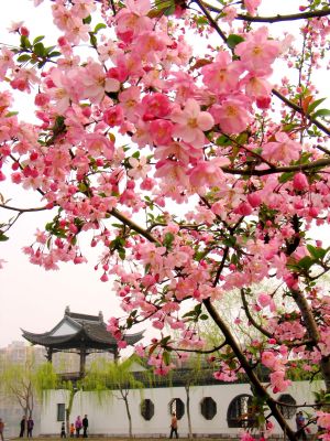 绿城景观设计公司 园林公司 景观公司 园林景观设计 庭院设计